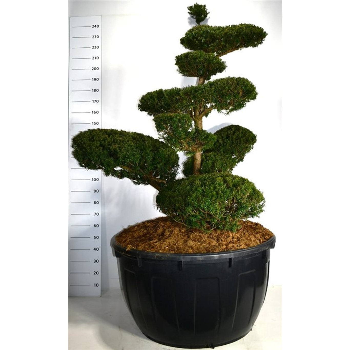 Japansk idegran – Taxus cuspidata - 200-225 CM Bonsai Cont.